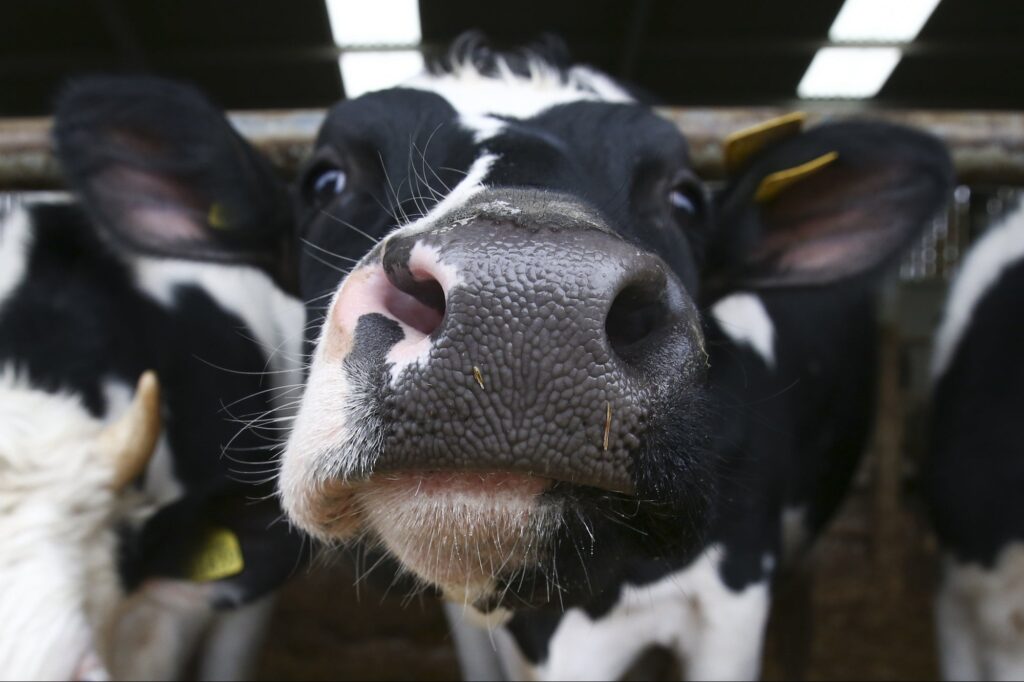 Bill Gates Invests In Food That Stops Cows From Burping