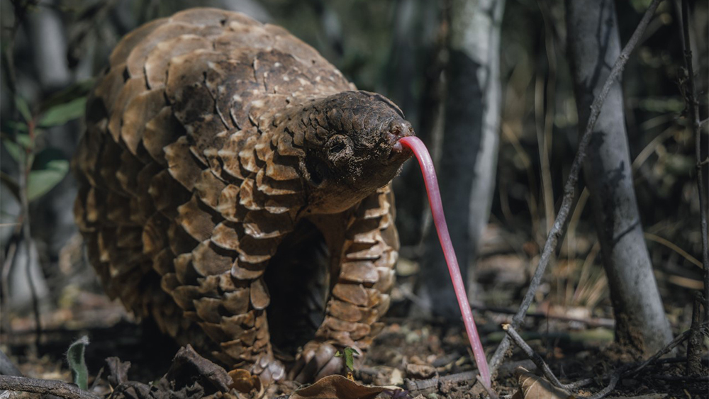 AC Independent Lands ‘My Octopus Teacher’ Director’s Next Film About Pangolins and Sócrates Documentary (EXCLUSIVE)