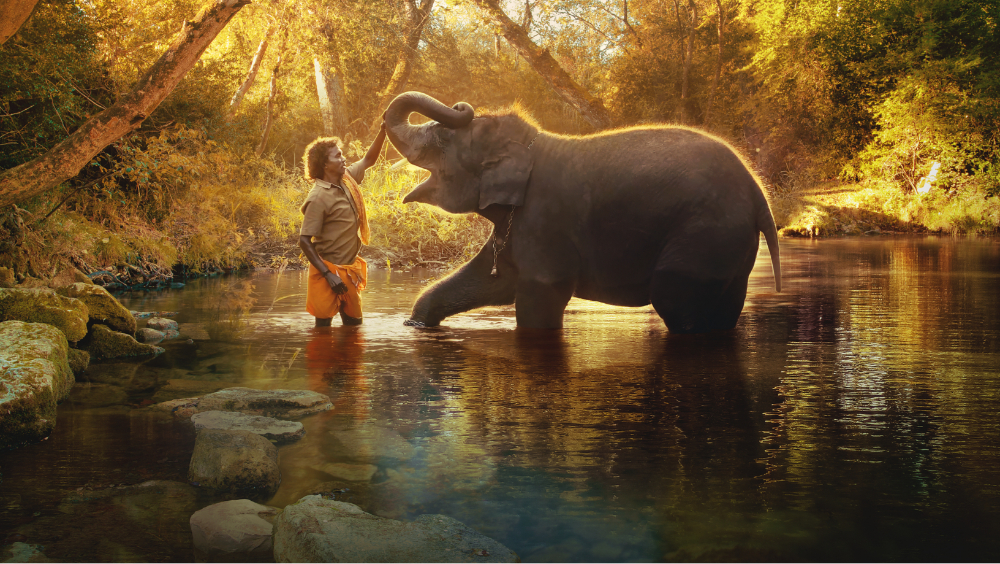 Oscar-Nominated Doc Shorts ‘Elephant Whisperer,’ ‘Haulout’ Tackle Climate Change