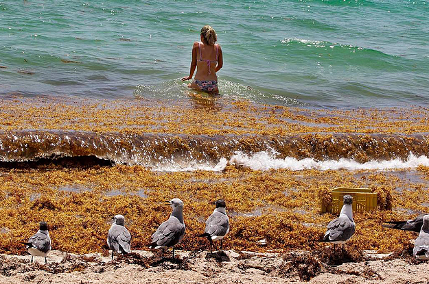 How That Seaweed “Blob” Heading Toward Florida Might Affect Your Health