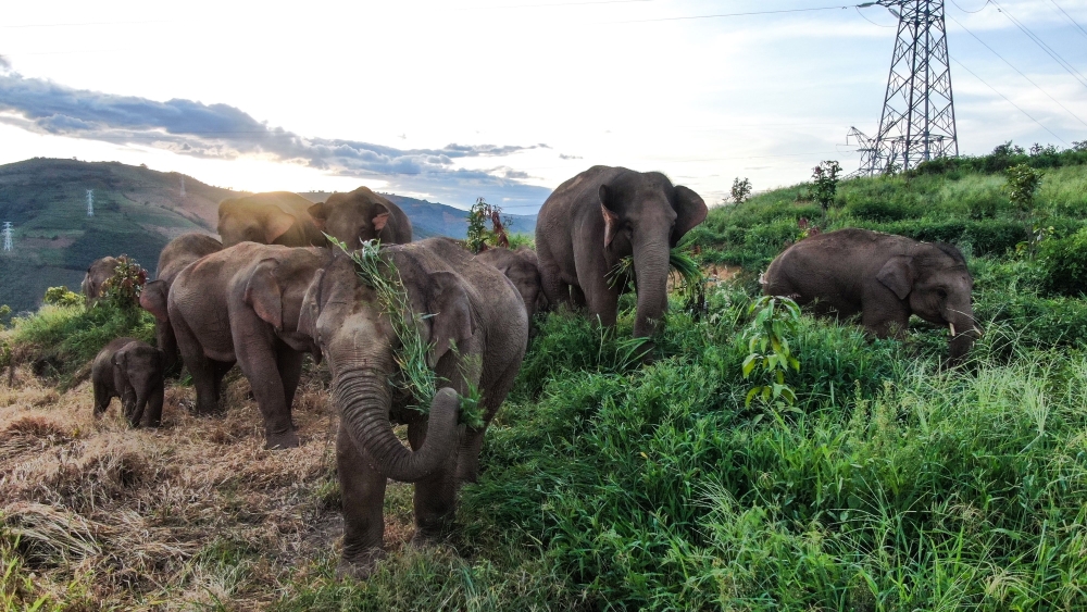 Imax Documentary ‘The Elephant Odyssey’ Shooting in China, Sets 2024 Theatrical Release