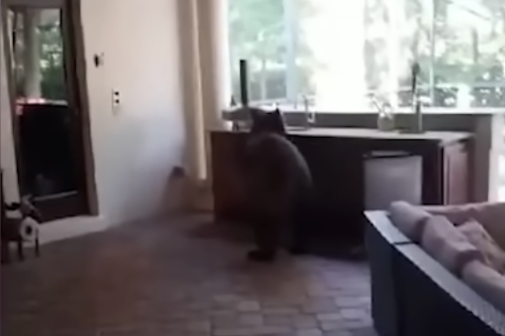 Video Shows a Three-Legged Bear Breaking Into a Family’s Home and Stealing 3 White Claws