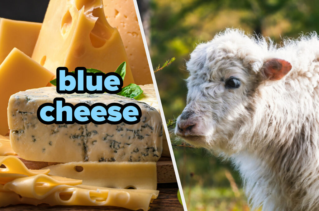 Pick Your Favorite Cheeses And I’ll Guess What Kind Of Mini Cow You Are