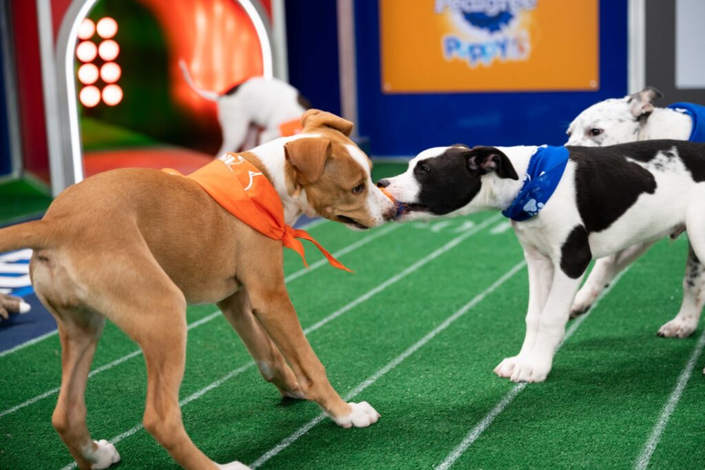 How to Watch Puppy Bowl 2024 Online Without Cable