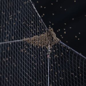 Bee patient: D-backs, Dodgers delayed by swarm