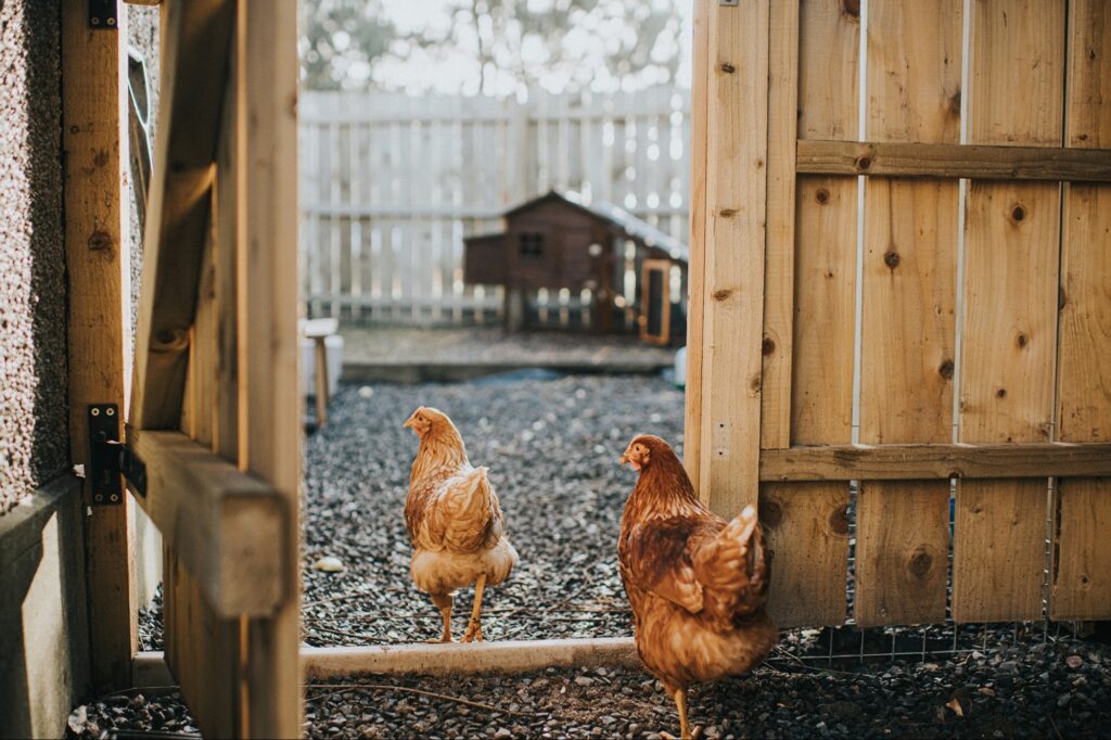 I Left the Corporate World to Start a Chicken Coop Business — Here Are 3 Valuable Lessons I Learned Along the Way